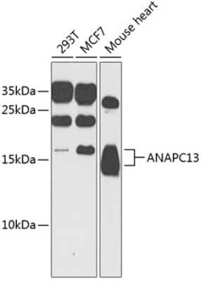 Western Blot: ANAPC13 AntibodyBSA Free [NBP2-92594]